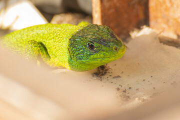 piccolo ramarro verde