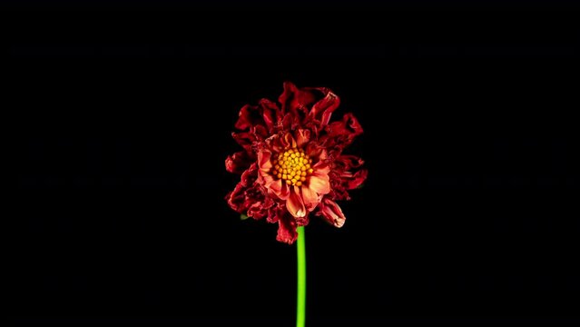 Red Dahlia Flower Opens in Time Lapse on a Black Background. The Pink Plant Blooming and Wilting Fast