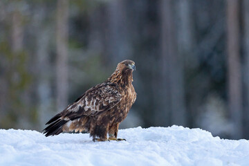 Golden eagle (Aquila chrysaetos)
