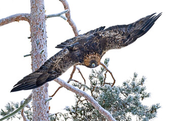Golden eagle (Aquila chrysaetos)