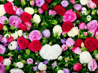  Flowers Of Valentine's Day