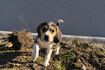 Portrait of a young tricolor beagle puppy in the park