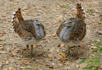 Bustard, or dudak (lat. Otis tarda), is a large bird of the bustard family.