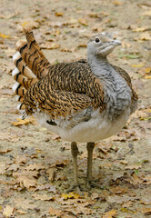Bustard, or dudak (lat. Otis tarda), is a large bird of the bustard family.