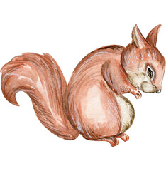 Hand drawn watercolor squirrel. Watercolor hand draw fairy tale illustration. Illustartion with white isolated background. Perfect for greeting card, poster.