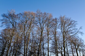 beech trees in the forest without leaves