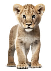 Fototapeta na wymiar Lion cub, isolated on transparent background. Generative AI