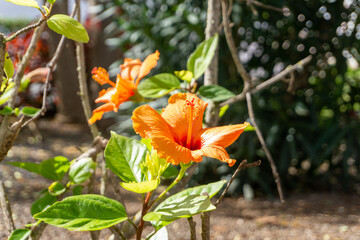 close-up of an Hibiscus flower or Chinese rose