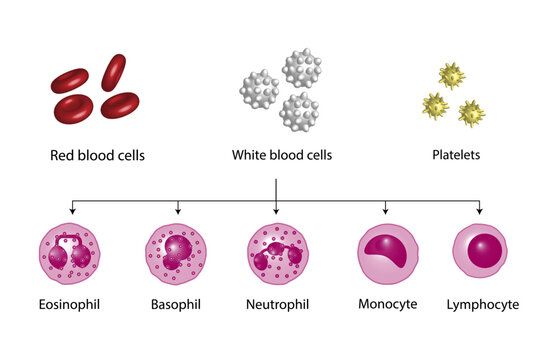 Angeboren Bilder Durchsuchen 8,597 Archivfotos, und
