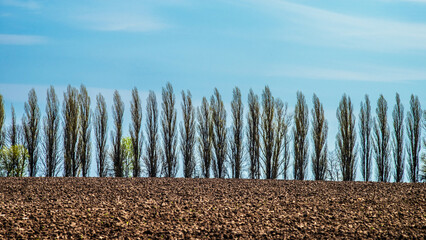 A plowed field on a hillside on the background of a row of poplars. Selective focus.