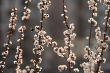 Bumblebee in flight near a branch of a blossoming apricot tree. Against a blurred background flowering tree. Selective focus..