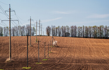 Power lines and flowering fruit tree in the middle of plowed field. Selective focus.
