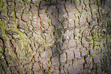 Textured background of tree bark