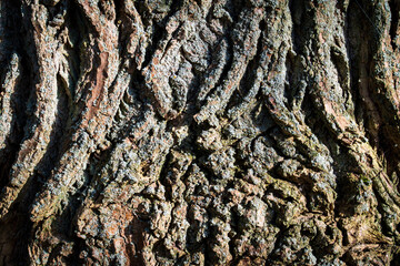 Tree bark abstract texture background pattern multi use abstract image