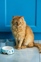A red cat sits near bowls on a blue background