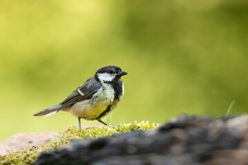 Great tit Parus major. Garden bird, perched on a tree trunk with moss