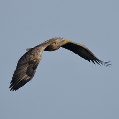 White-tailed Eagle in flight