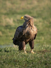 White-tailed Eagle