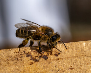 Abeille 