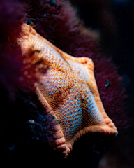 Etoile de mer 