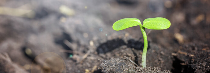 Growing Sprout from the Soil in Field on Farm. Agriculture and Seeding Crops. 
