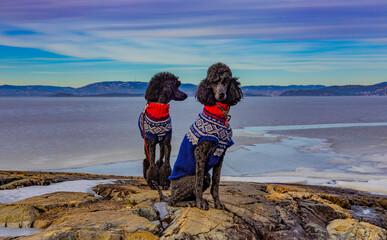 Standard poodles in knitted sweaters on a rock by a Norwegian fjord