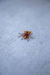 The oriental hornet (Vespa orientalis)