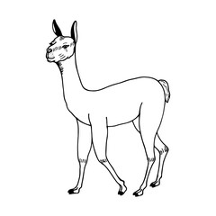 Lama. Vector stock illustration eps10. Isolate on white background, empty outline.