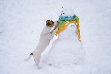 The dog walks outside in winter. Jack Russell Terrier next to a snowman wearing a scarf. 