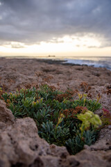 Small green plants hidden between the rocks of a beach in Cyprus
