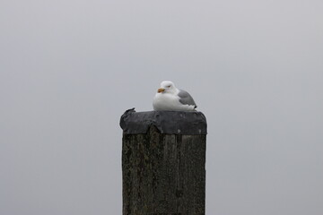Das Wattenmeer