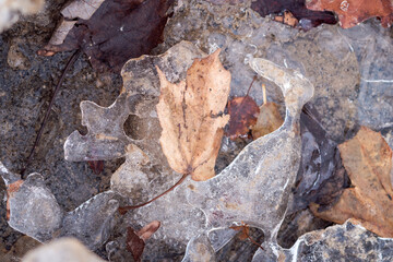 A brown autumn colored maple leaf sits on the surface of a patch of melting ice and snow with mud forming below.