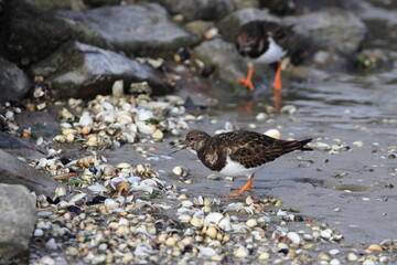 Strandläufer