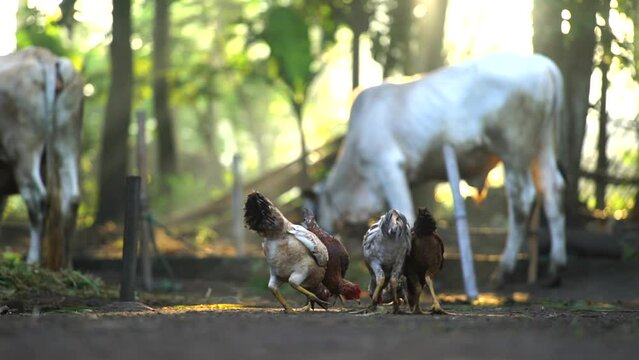 Cow and chicken in the monring villages