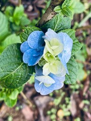 Blume im Morgenlicht