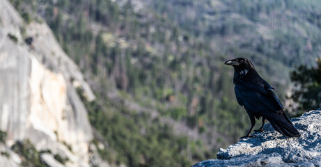 Crow (close-up shot) in Yosemite NP