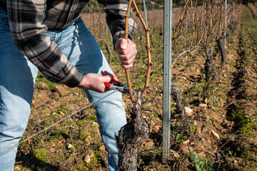 Winegrower pruning the vineyard with professional steel scissors. Traditional agriculture. Winter pruning, Guyot method.