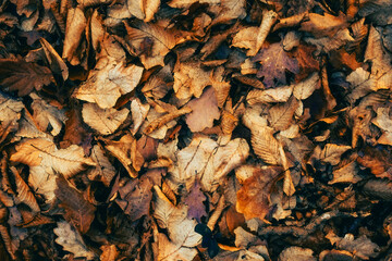 Un tapis de feuilles marrons mortes durant l'hiver