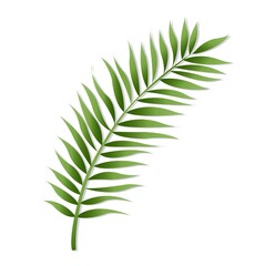 Green Palm Leaf Isolated White Background