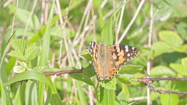 painted lady butterfly sunning itself on bramble leaf