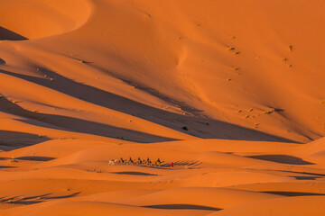 sahara desert landscape natur camel sunset camel - obrazy, fototapety, plakaty