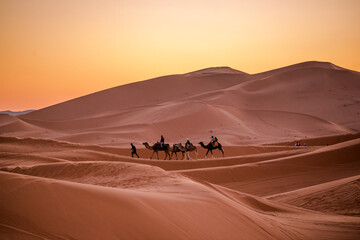 Fototapeta na wymiar sahara desert landscape natur camel sunset camel