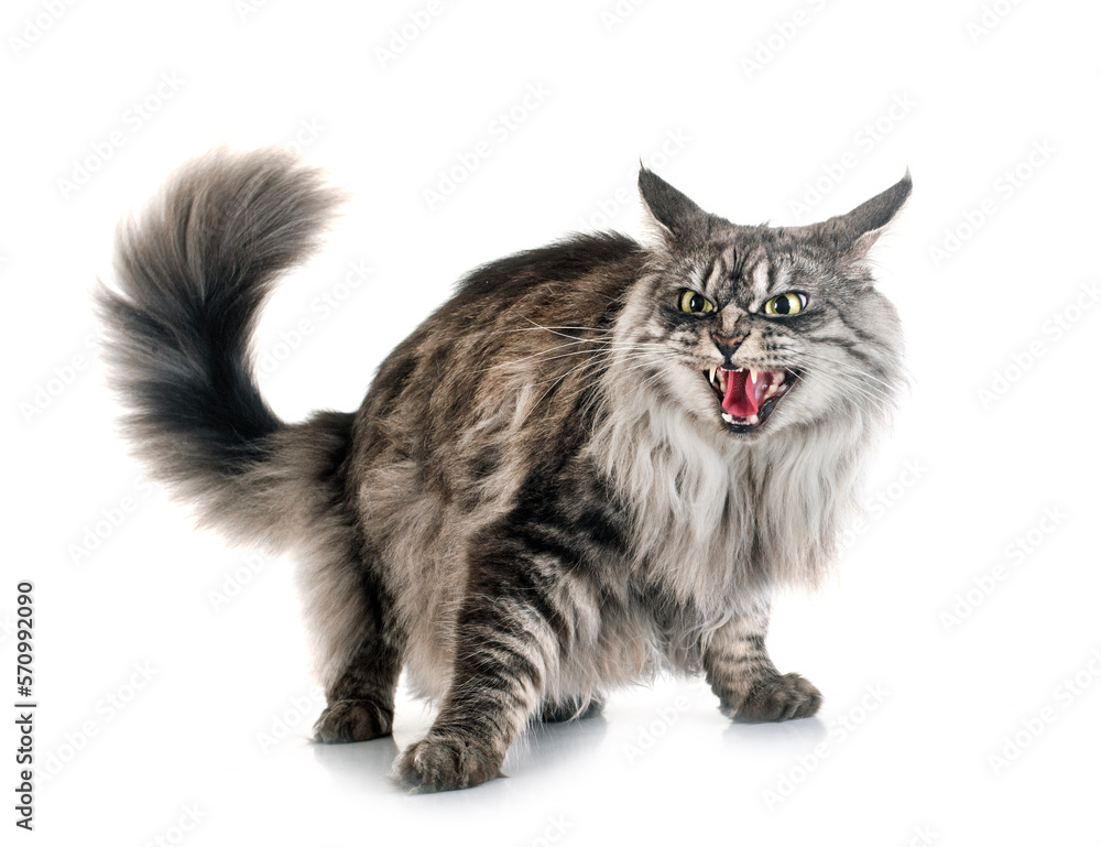 Wall mural maine coon cat