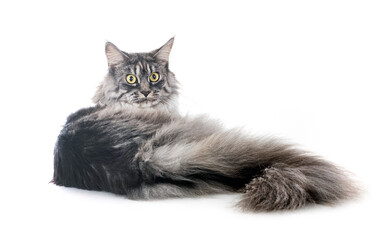 maine coon cat © cynoclub