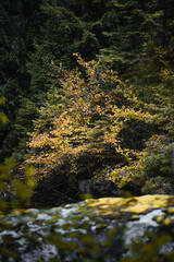 Moody atmosphere during a rainy and foggy day in the forest of Val di Genova, Trentino Alto Adige, Northern Italy
