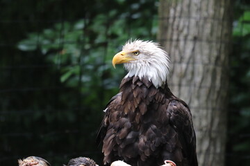 american bald eagle in the zoo