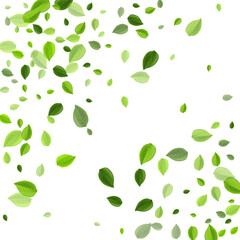 Swamp Leaves Swirl Vector Border. Fresh Greens