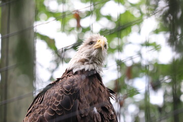american bald eagle in the zoo