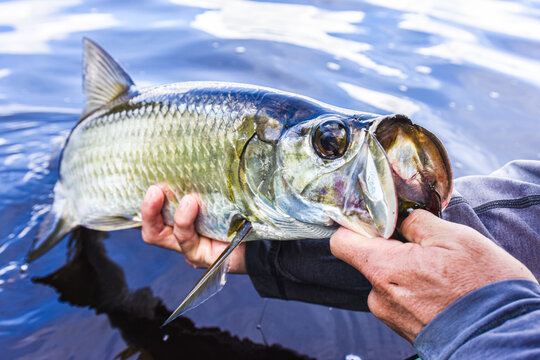 Juvenile Tarpon