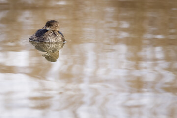 Grebe on the water